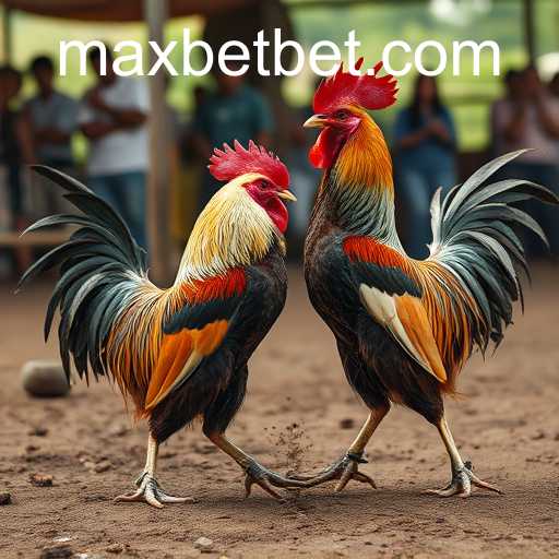 The Intricate World of Cockfighting and Its Hidden Connection to Maxbet Casino